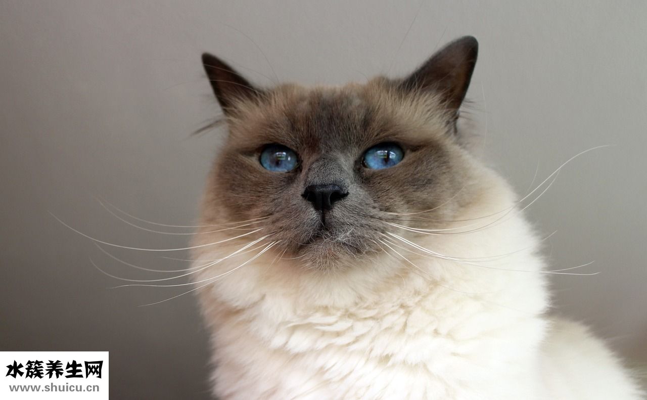 美甲營養(yǎng)筆怎么用