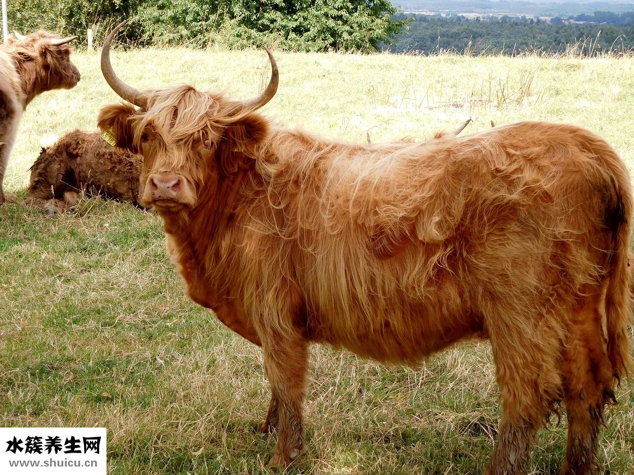 牛肉怎么調(diào)涼菜好吃