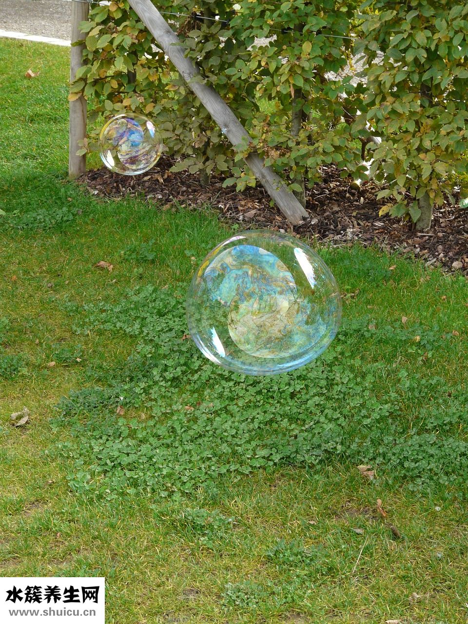 楊梅弄臟衣服怎么洗