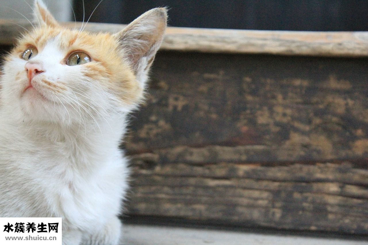 怎么把貓帶公交車