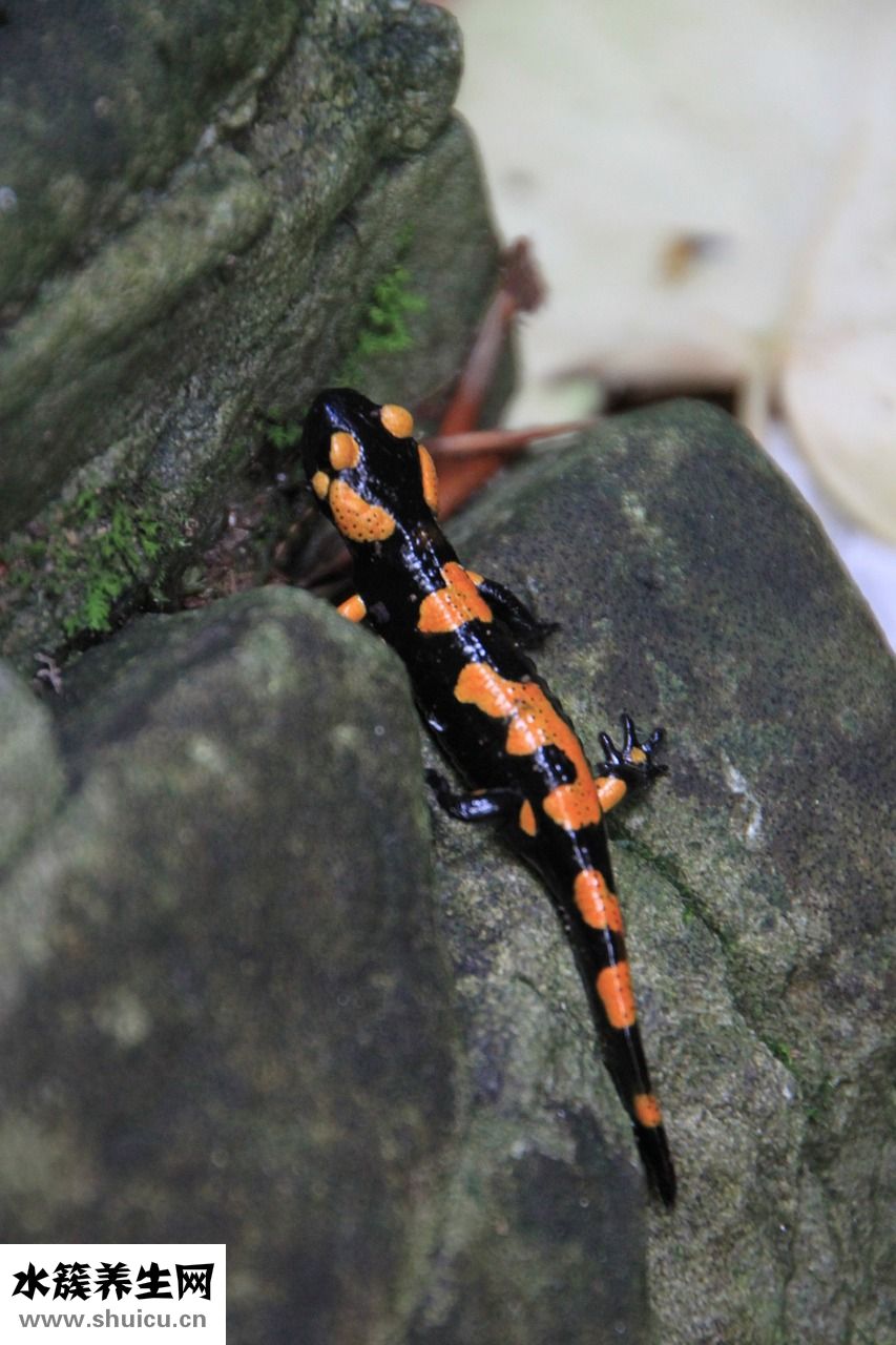 狗膽小怕人怎么辦