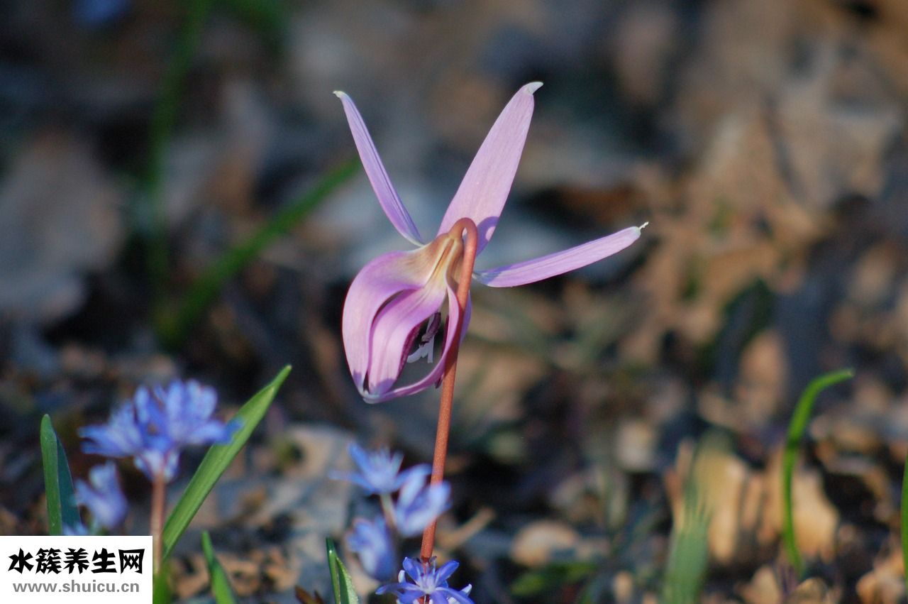 狗雙犬齒怎么辦