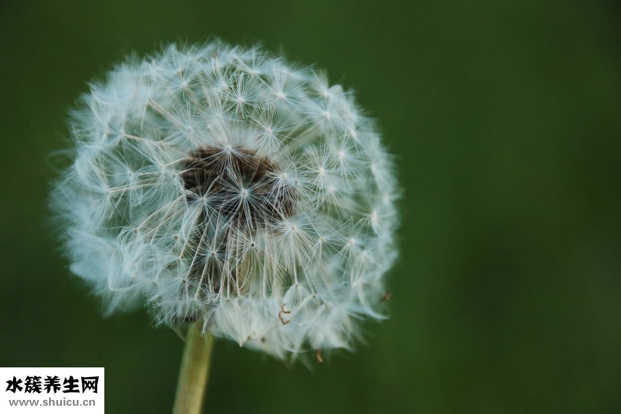 紅腹水虎魚苗怎么養(yǎng)