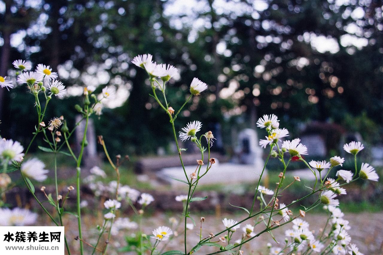 涼拌牛鞭怎么做