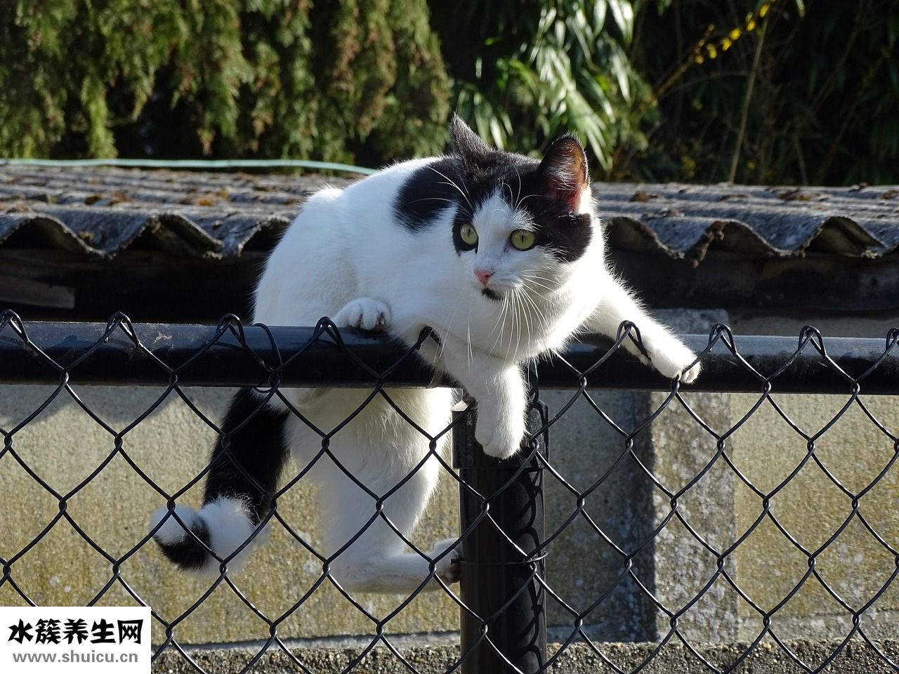 狗雙犬齒怎么辦