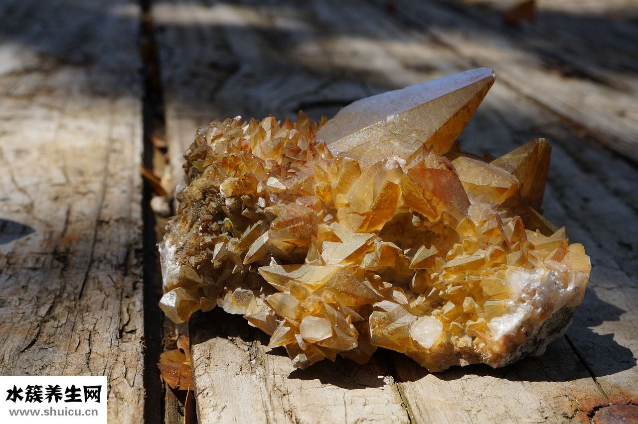 狗雙犬齒怎么辦