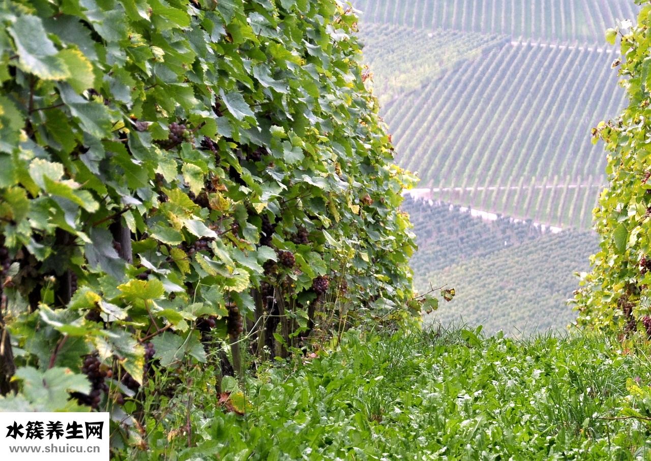 黃翡怎么養(yǎng)