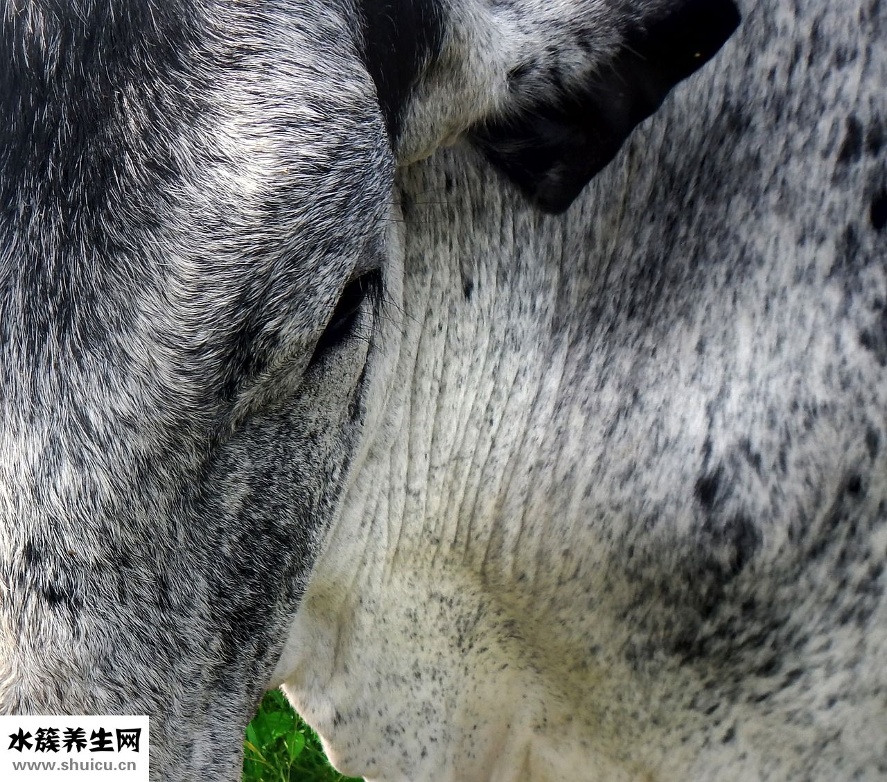 怎么帶貓咪散步