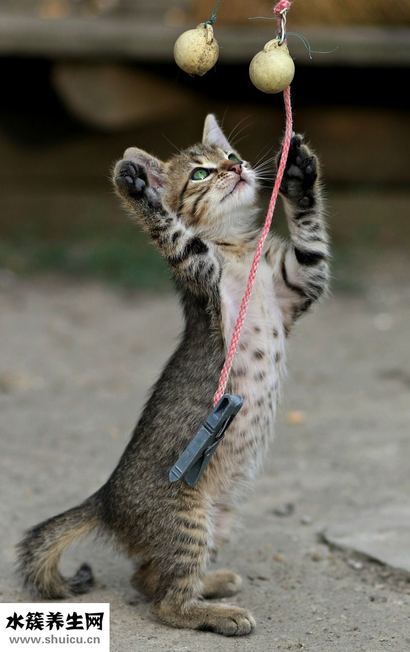 頭部供血不足怎么辦