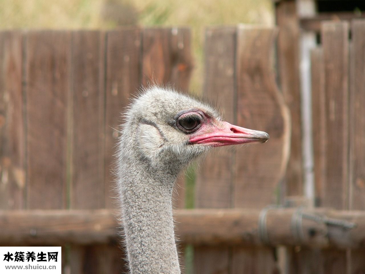 雙眼皮淤青怎么辦