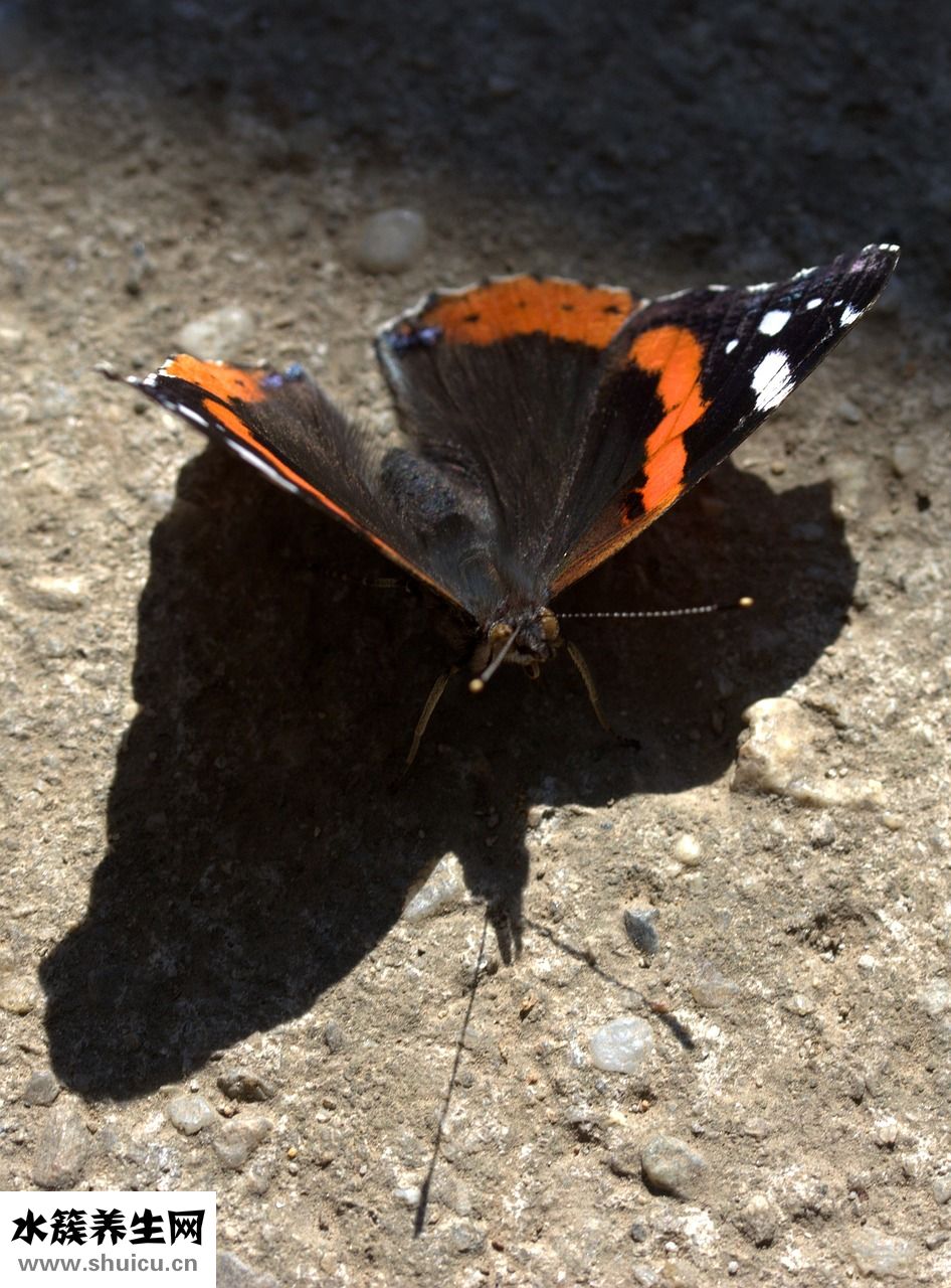 雙眼皮淤青怎么辦