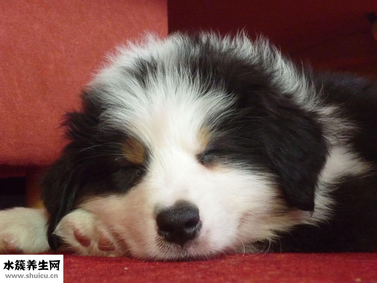 狗狗沒奶水怎么辦