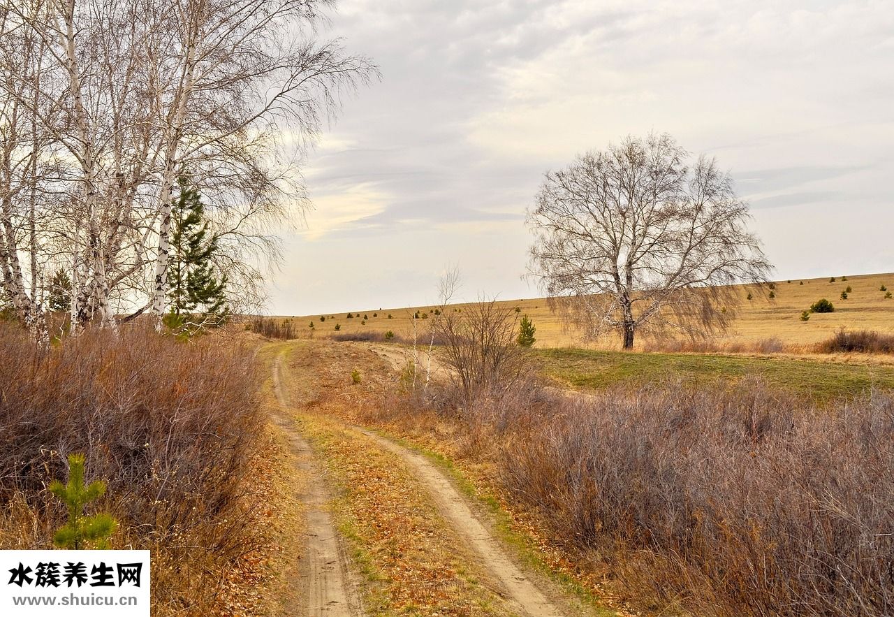 樺樹膽的功效怎么吃