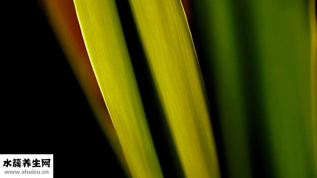 大便綠色怎么治