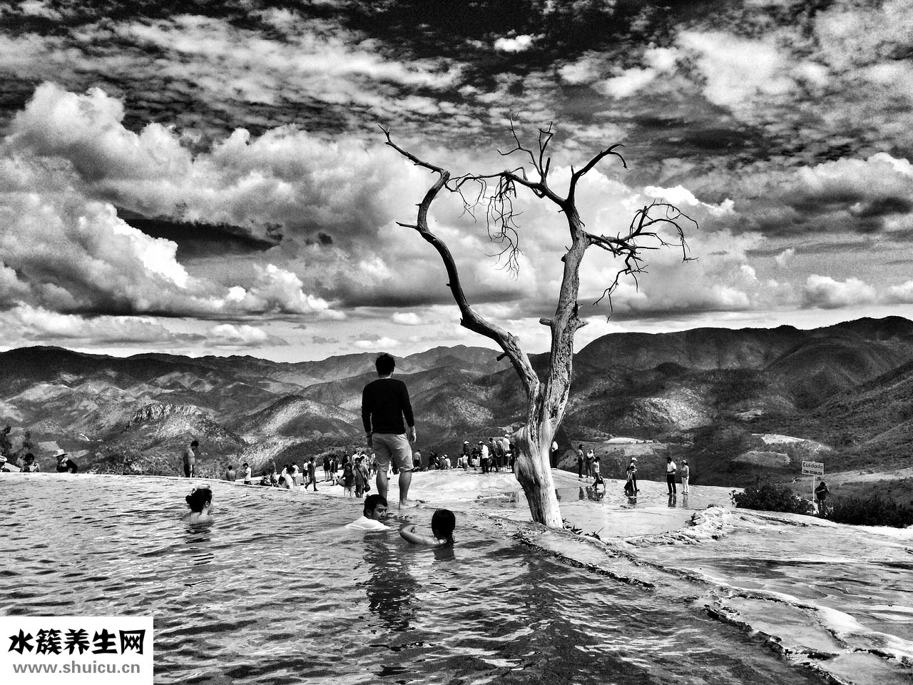 多肉光棍樹怎么修剪