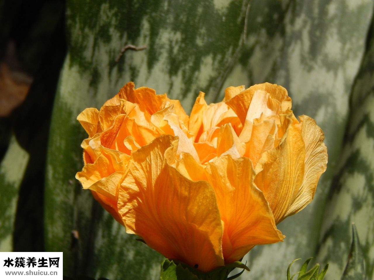 新生兒紅屁股怎么辦