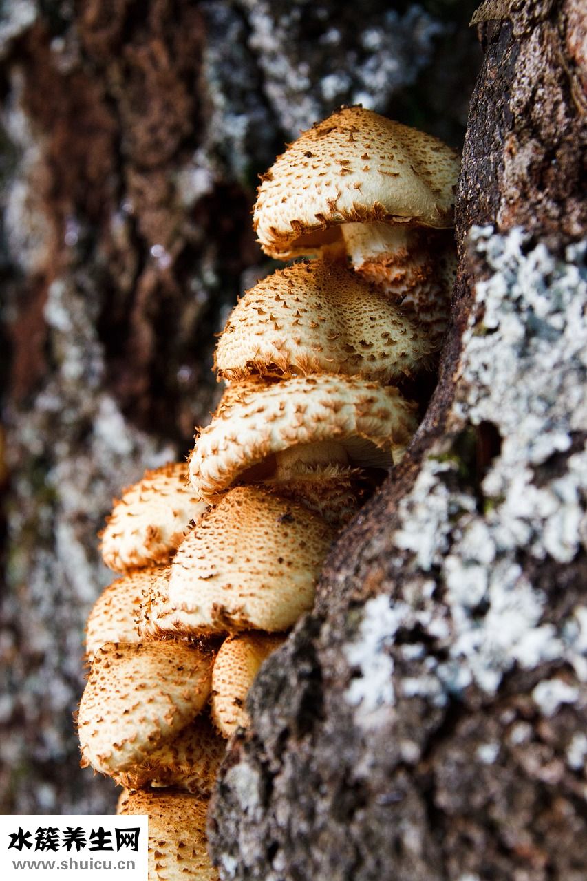 腳底有腳墊怎么治