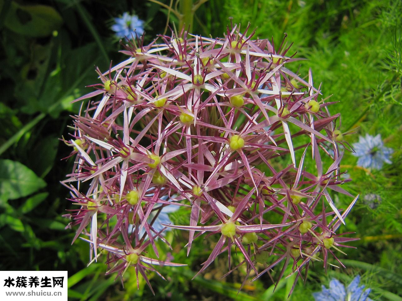 植物腦白金怎么吃