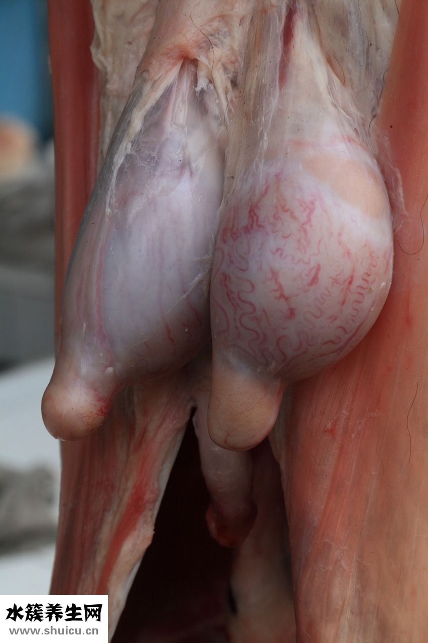 大腿肉疼怎么辦