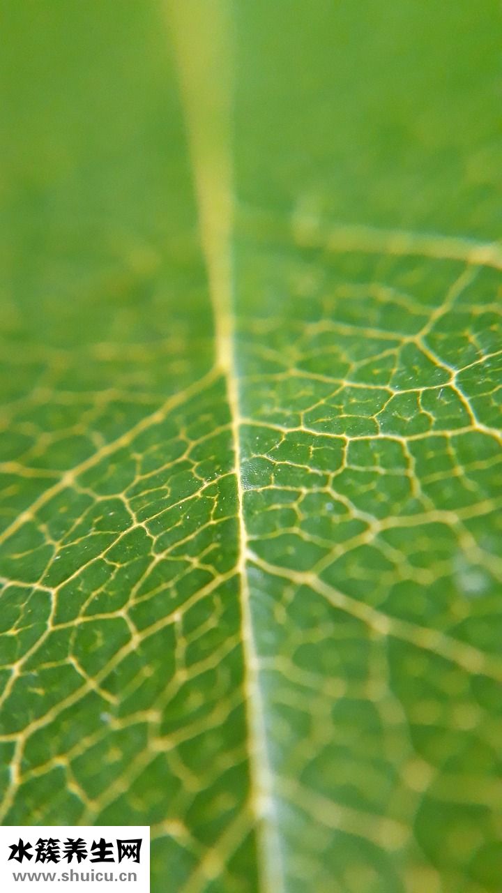 大便綠色怎么治