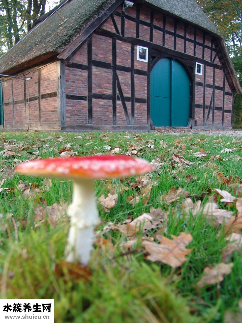 牛鞭燉湯怎么做