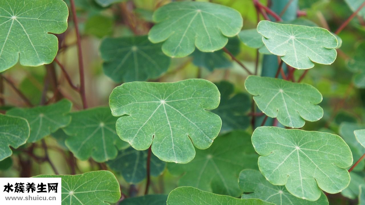 多肉光棍樹怎么修剪