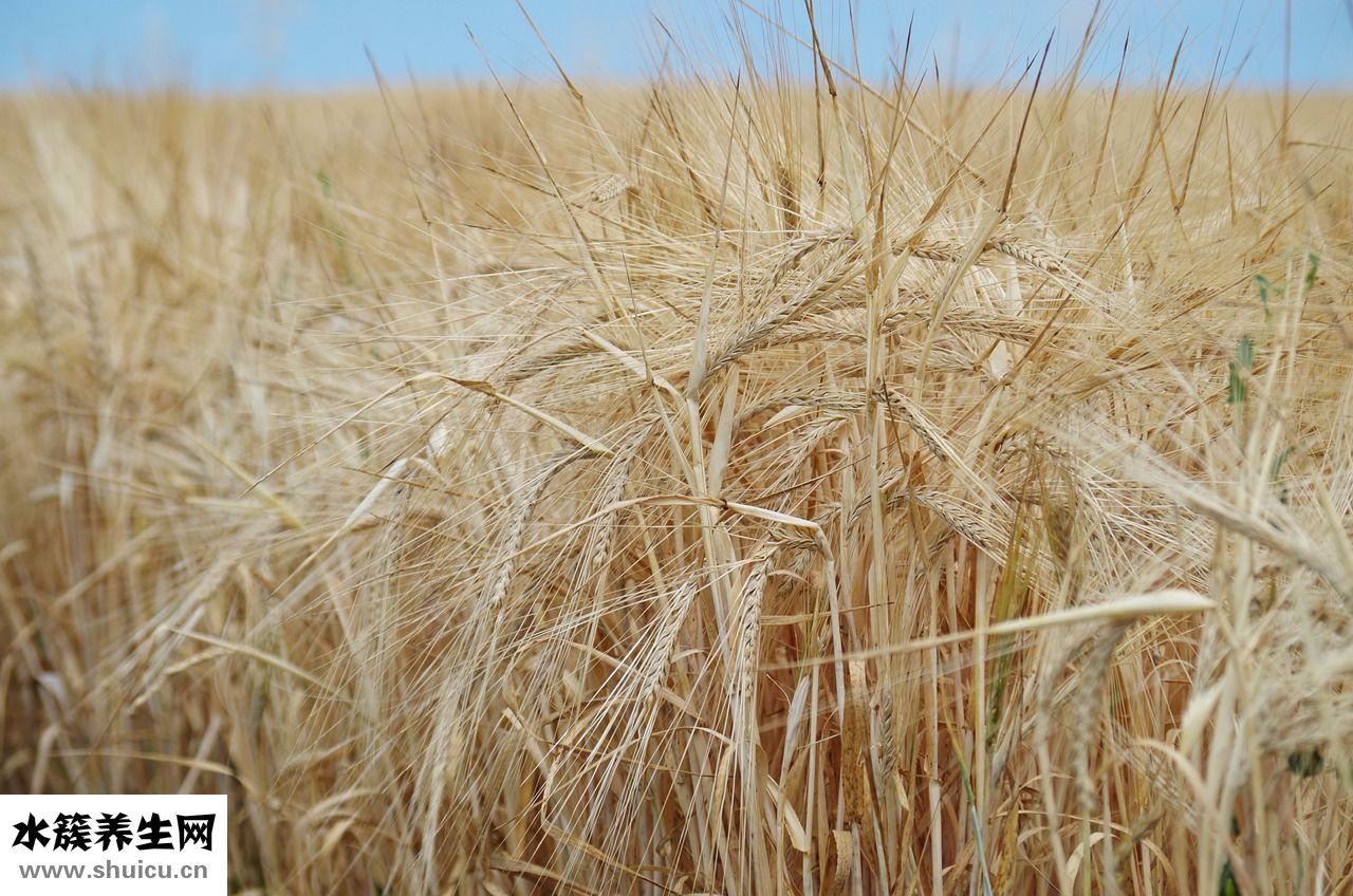 怎么帶貓咪散步