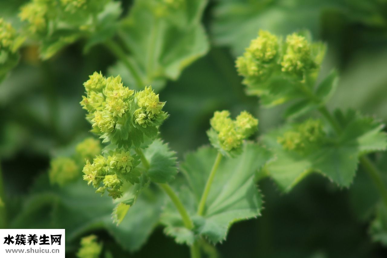 植物腦白金怎么吃