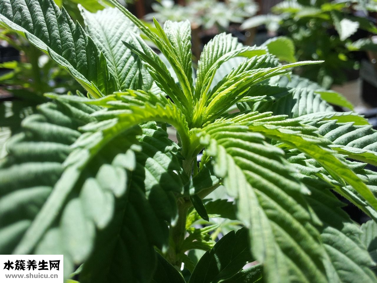 植物腦白金怎么吃