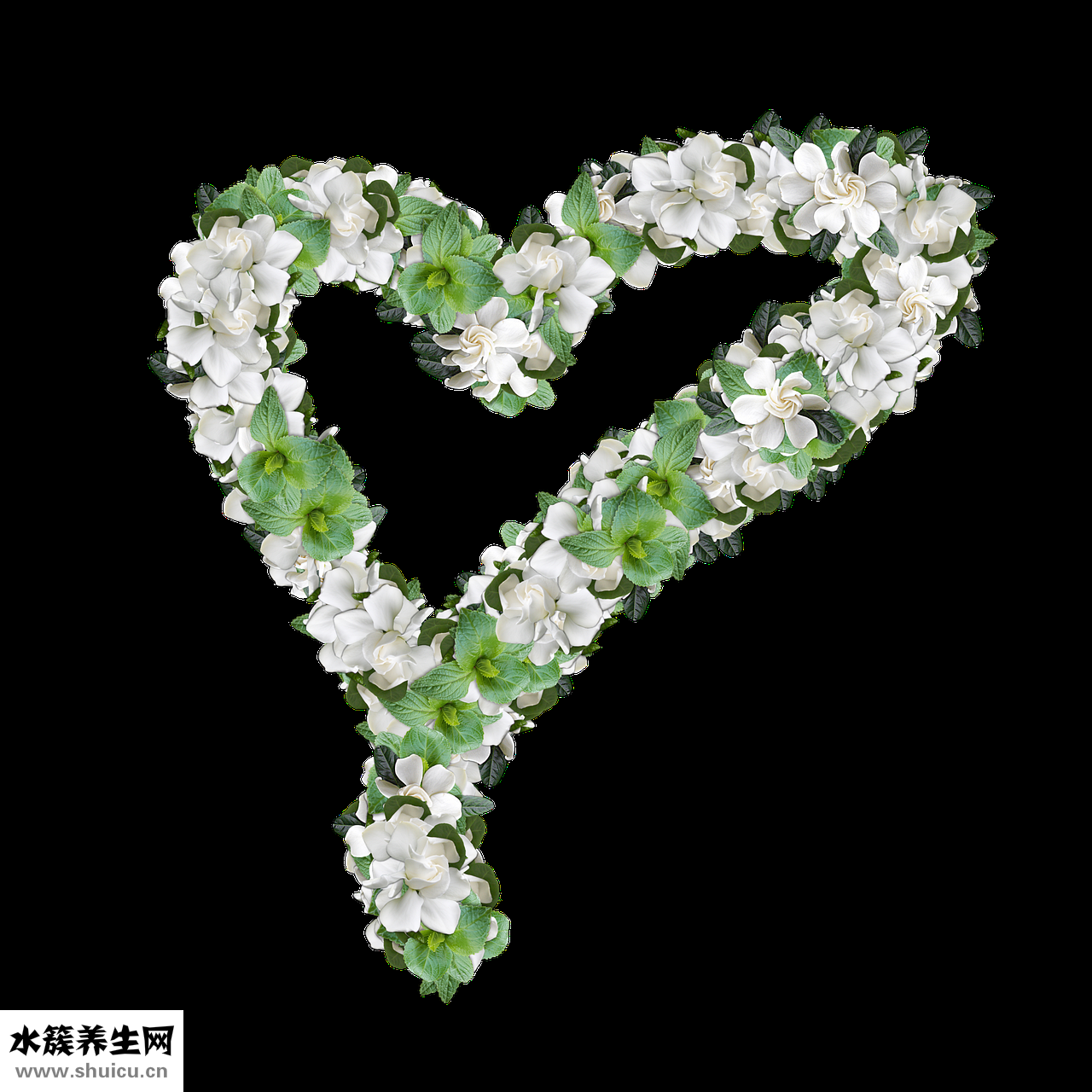 中藥黃梔子怎么用