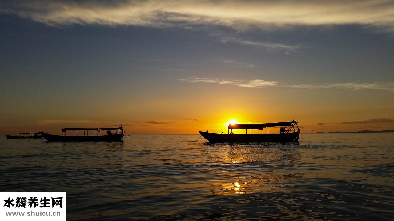 樺樹膽的功效怎么吃