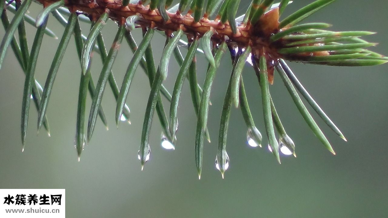 怎么挑螃蟹黃多