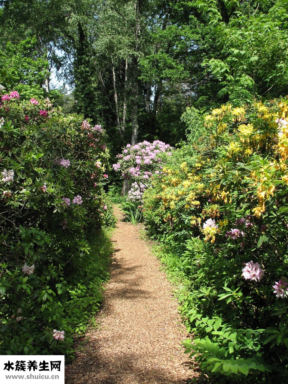 大便綠色怎么治