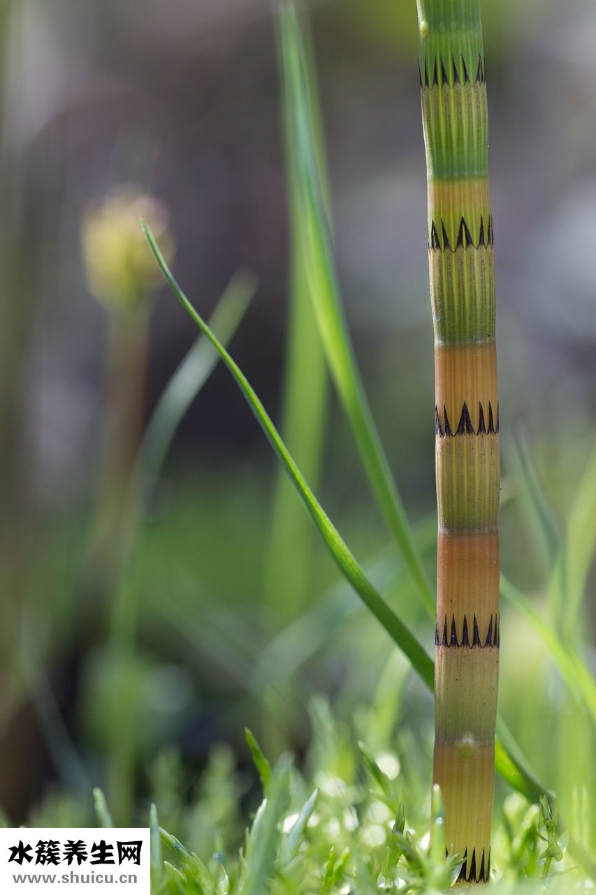 弓弦馬尾散了怎么辦