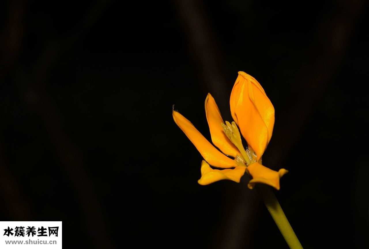 中藥黃梔子怎么用