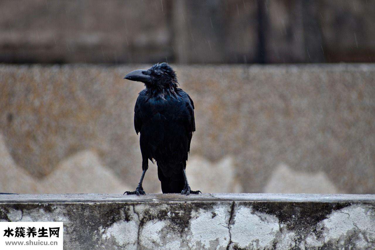 酉戌難合怎么辦