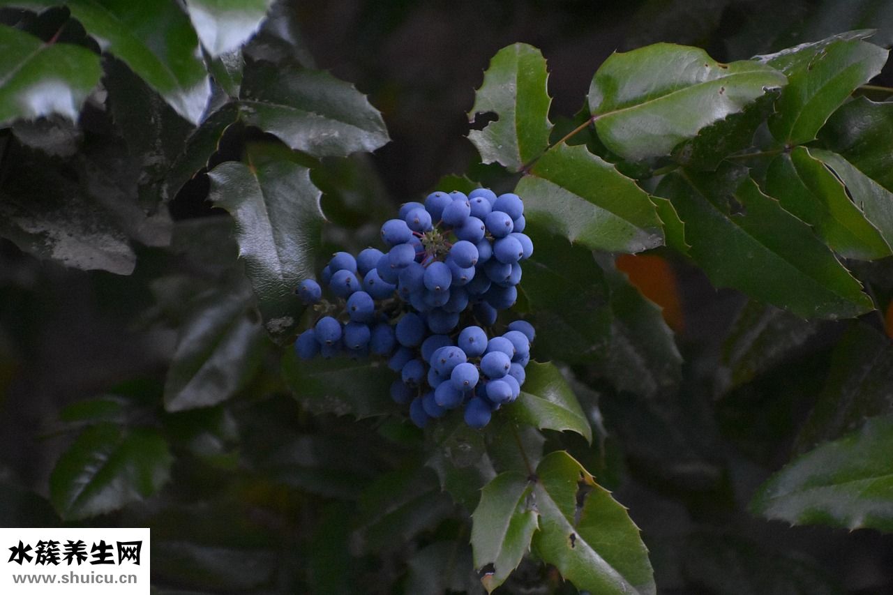 中藥黃梔子怎么用