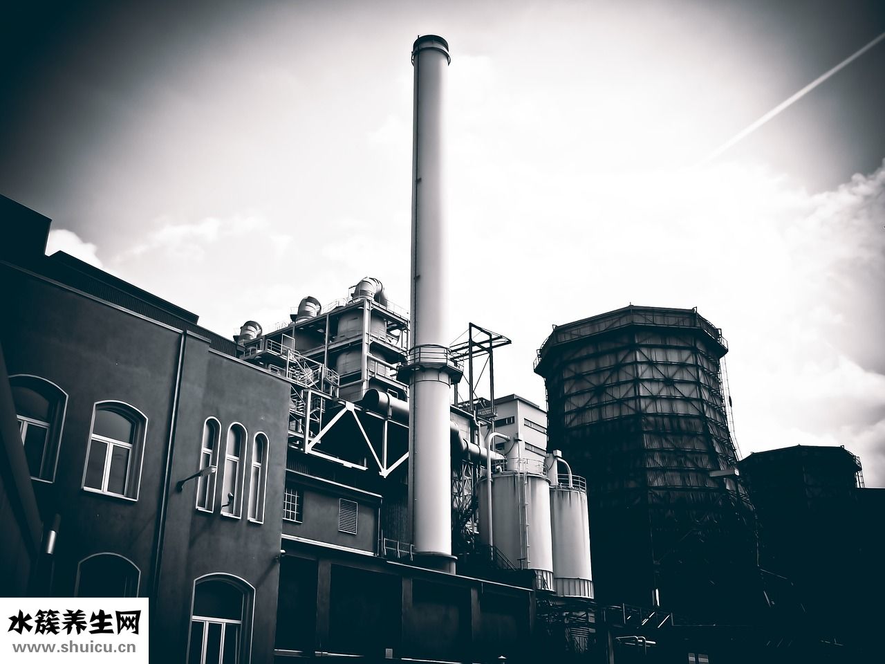 樺樹膽的功效怎么吃