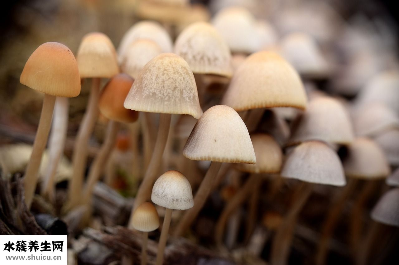 抓到貓頭鷹怎么辦