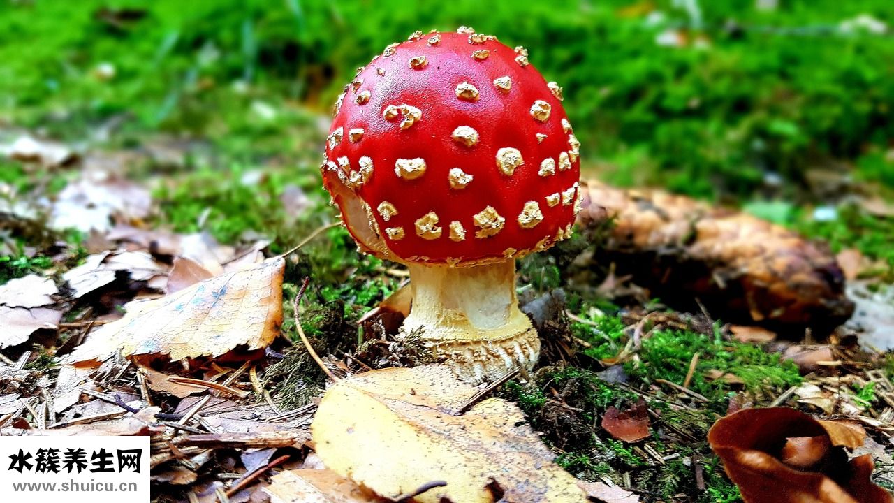 牛鞭燉湯怎么做