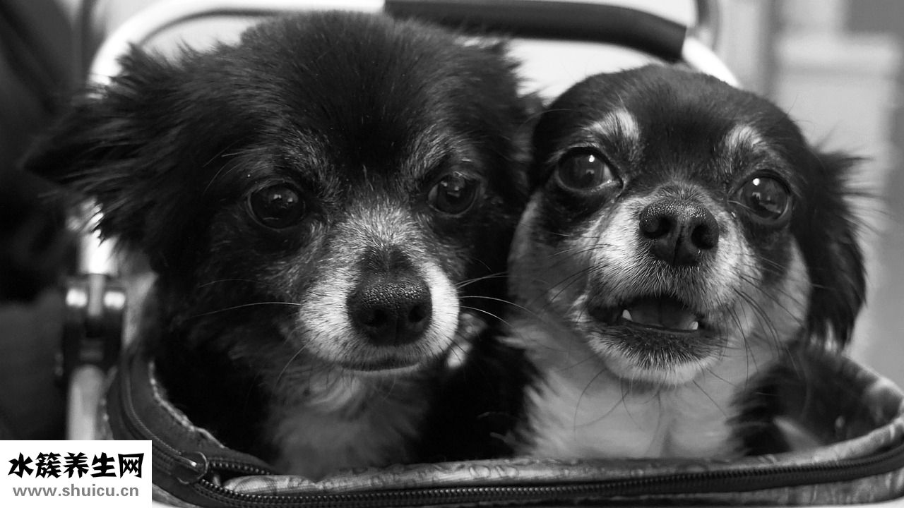 狗狗沒奶水怎么辦