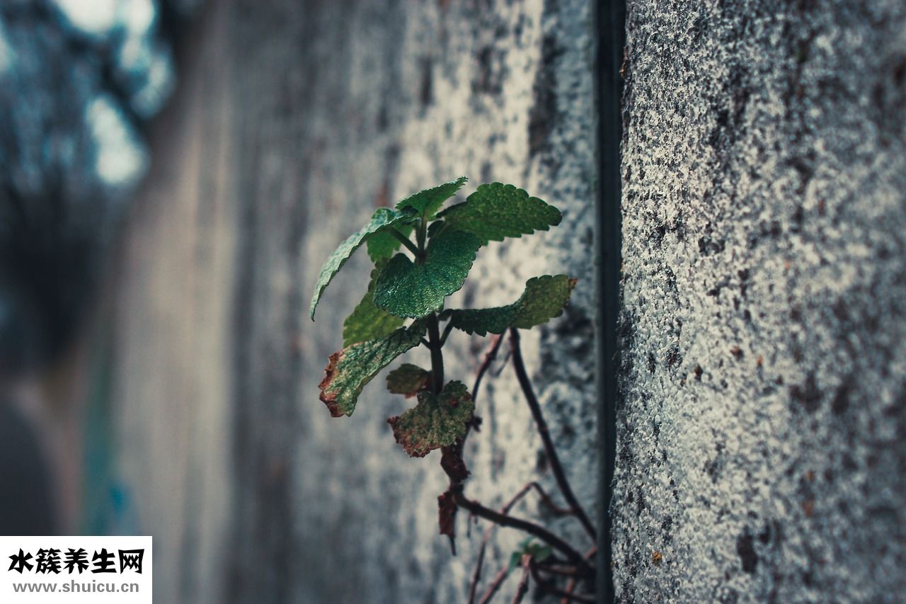 大便綠色怎么治