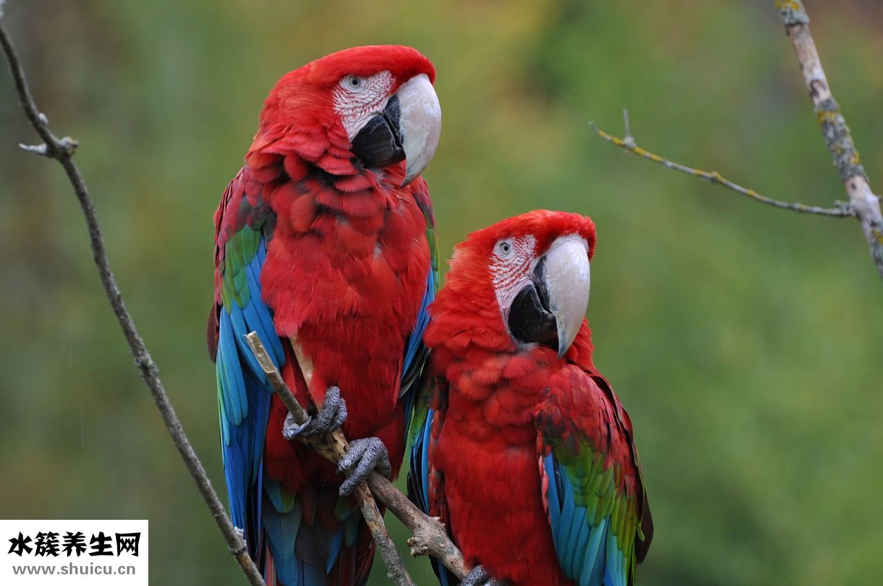 虎皮鸚鵡怎么照蛋