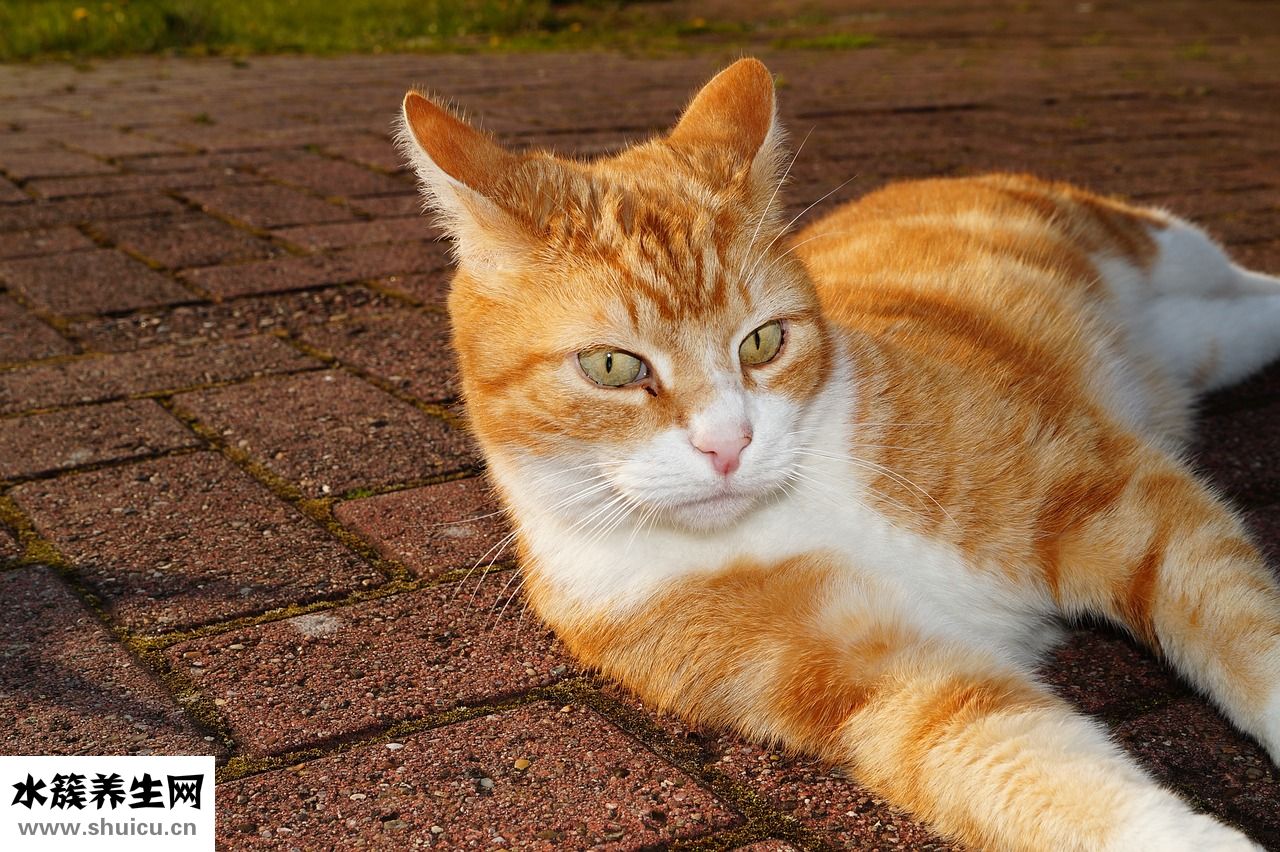 濃密的假睫毛怎么貼