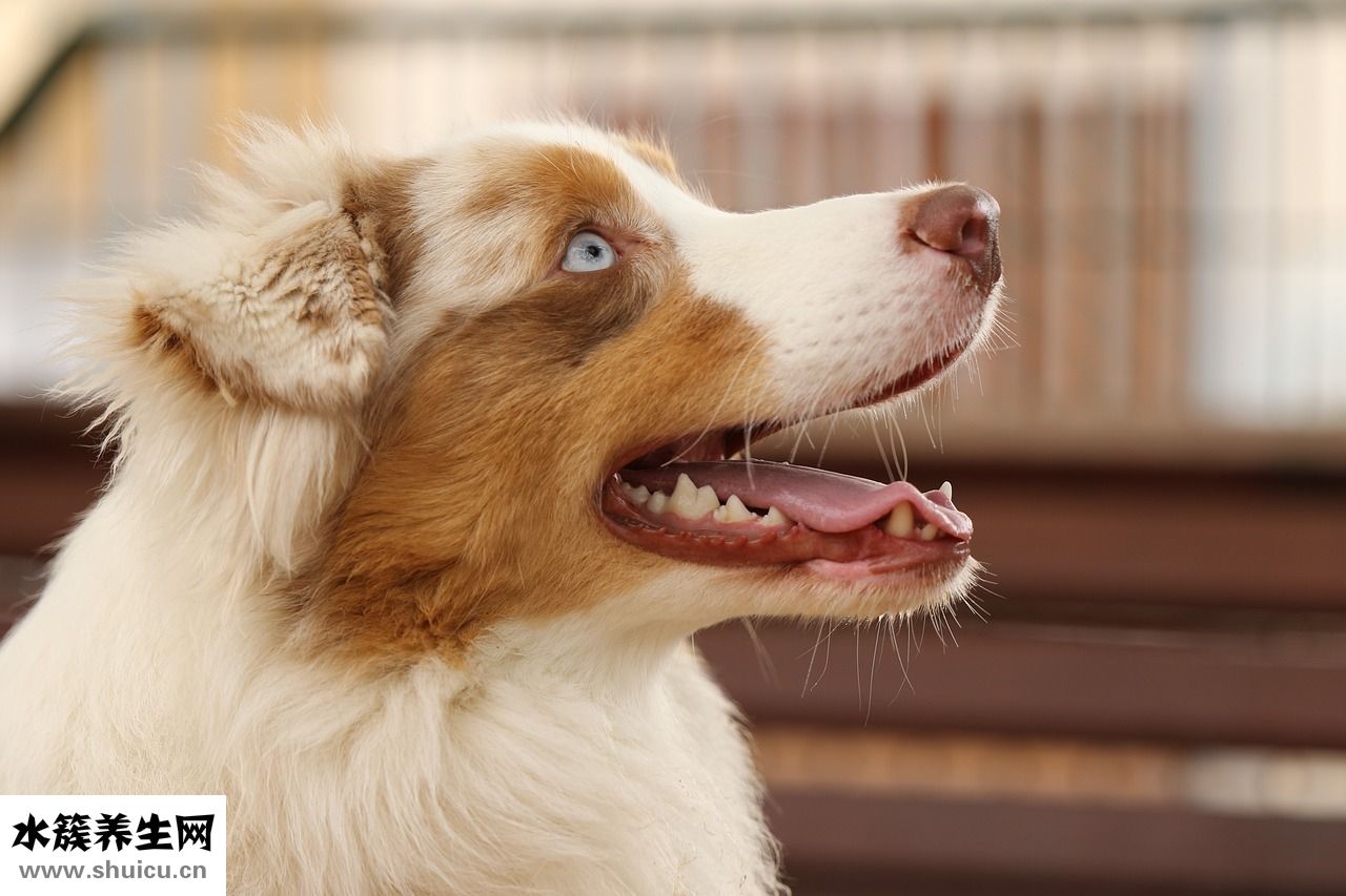 吃多了吐了怎么辦