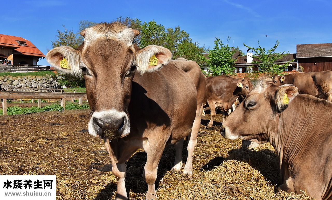 狗狗有弓形蟲怎么辦