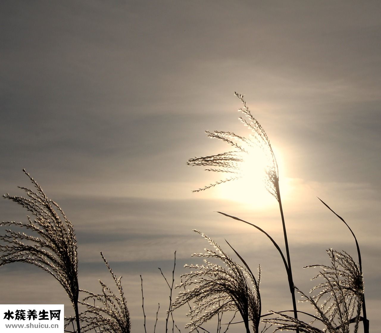 怎么判斷是不是痛風