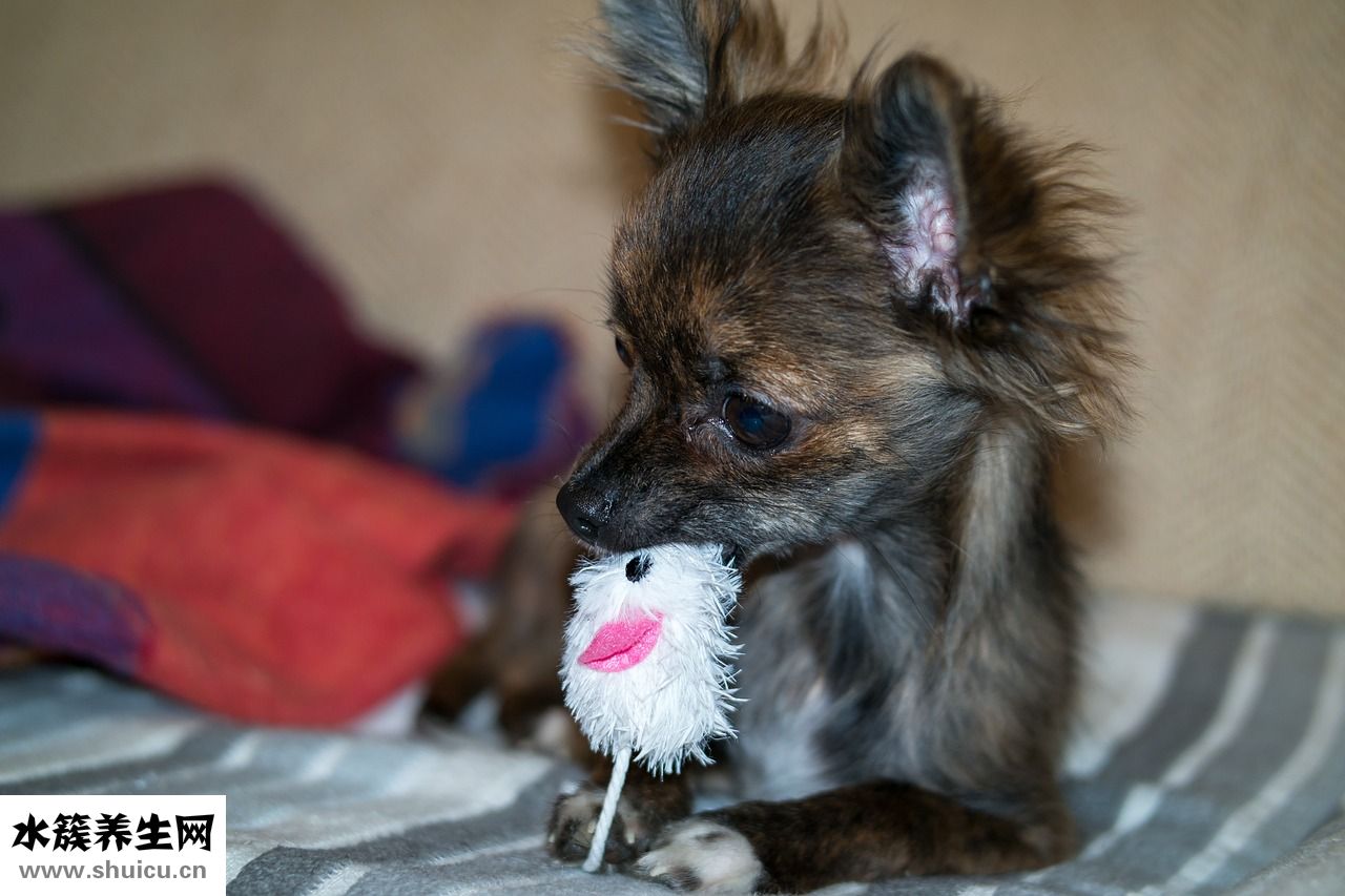 狗狗有弓形蟲怎么辦