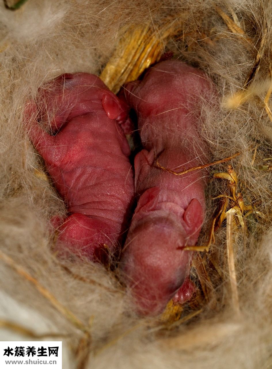 怎么喂剛出生小狗