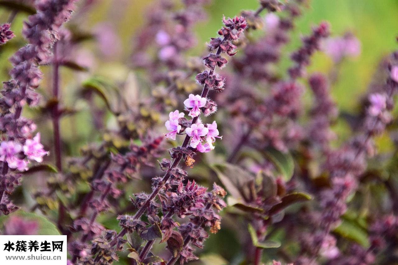 薄荷純露怎么做